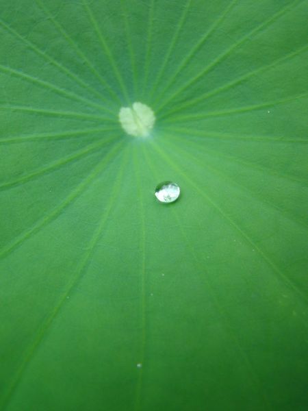 Bild 1:Superhydrophobe Oberfläche des Lotus-Blattes.  (Bild: KUZ)