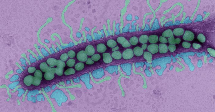 Wie man resistente Bakterien besiegt  Wissenschaftler an der University of California untersuchen, ob Bakteriophagen das Wachstum von Pseudomonas aeruginosa sicher und wirksam unterdrücken können. Das antibiotikaresistente Bakterium P. aeruginosa ist eine der Hauptursachen für chronische, lebensbedrohliche Lungeninfektionen. Die Falschfarbenaufnahme zeigt Phagen, die ein solches Bakterium angreifen.   Hier gehts zur Originalmeldung Wissenschaftsbild des Tages vom 13.10.2022  Bild: Thomas Deerinck, National Center for Microscopy and Imaging, UC San Diego (Thomas Deerinck, National Center for Microscopy and Imaging, UC San Diego)