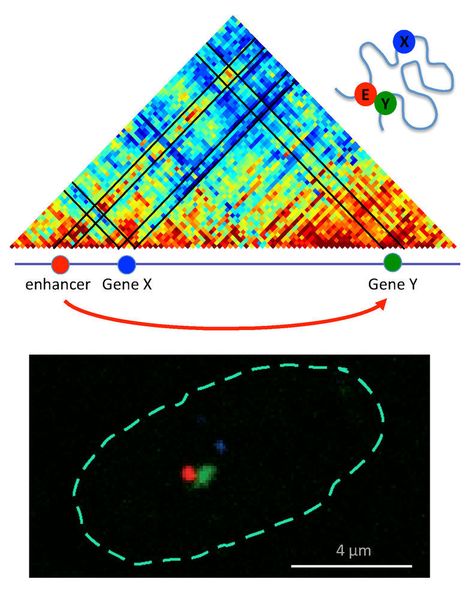 Lagebeziehungen zwischen Gen und Genschalter. Oben: Die Farben im Diagramm sind rötlicher, desto näher sich die Sequenzen sind. Der Genschalter (Enhancer, E) befindet sich nahe an Gen Y, nicht aber an Gen X. Unten: Lage der Gene im Zellkern. (AG Pombo, MDC)