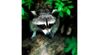 Der Fund invasiver Tiere und Pflanzen kann in Schleswig-Holstein jetzt per App gemeldet werden (Pixabay)