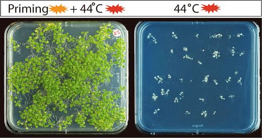 Der linke Teil des Bildes zeigt Keimlinge, die zunächst mit einem moderaten Hitze-Stress (Priming) und anschließend mit hohen Temperaturen (44 °C) behandelt wurden. Der rechte Teil zeigt Keimlinge, die ohne Priming hohen Temperaturen ausgesetzt waren. Die Experimente machen deutlich, dass das molekulare Hitzestress-Gedächtnis es den Pflanzen ermöglicht, einen ansonsten tödlichen Hochtemperaturstress (44 °C) zu überleben, wenn sie Tage vorher einem moderaten Temperaturstress (Priming) ausgesetzt werden. Der linke Teil des Bildes zeigt Keimlinge, die zunächst mit einem moderaten Hitze-Stress (Priming) und anschließend mit hohen Temperaturen (44 °C) behandelt wurden. Der rechte Teil zeigt Keimlinge, die ohne Priming hohen Temperaturen ausgesetzt waren. Die Experimente machen deutlich, dass das molekulare Hitzestress-Gedächtnis es den Pflanzen ermöglicht, einen ansonsten tödlichen Hochtemperaturstress (44 °C) zu überleben, wenn sie Tage vorher einem moderaten Temperaturstress (Priming) ausgesetzt werden.