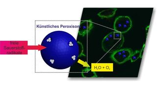 Im künstlichen Peroxisom werden reaktive Sauerstoffradikale über eine Reaktionskaskasde durch zwei Enzyme zu Wasser und Sauerstoff umgesetzt. (Bild: Adapted with permission from Tanner et al. Nano Letters 2013 13 (6), 2875-2883. Copyright 2013)