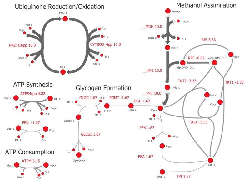 Umwandlung von Methanol zu Glykogen (Bild: iGEM-Team Aachen)