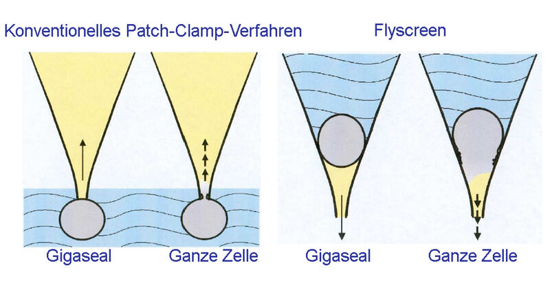 Abb. 2: Herkömmliches Patch-Clamp-Verfahren im Vergleich zur Flyscreen-Technologie.  (Bild: Flyion)