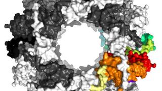 Struktur des kleinen Hitzeschock-Proteins Sip1 (Röntgenstrukturanalyse; Draufsicht) (Bild: Tilly Fleckenstein / TUM)
