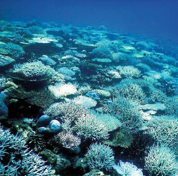 Korallenbleiche eines Riffes bei Mahé, Seychellen. Durch ungewöhnlich warme Wassertemperaturen haben diese Korallen ihre Symbiosepartner, kleine Algen im Gewebe, verloren, die ihnen normalerweise durch Photosynthese Nährstoffe liefern. 