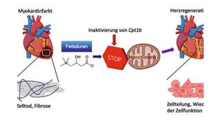 In Mäusen mit inaktivem Cpt1b-Gen kann sich das Herz nach einem Infarkt wieder regenerieren. (Bild: MPI für Herz- und Lungenforschung, erstellt mit Biorender.com)