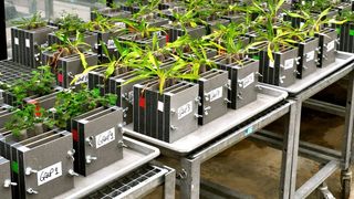 Die in der Studie untersuchten Pflanzen im Gewächshaus. (Bild: UZH)