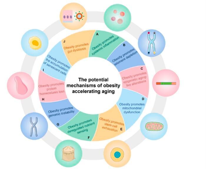 Ten key processes underlying obesity-accelerated aging, including system inflammation, telomere depletion, epigenetic aging-like alterations, mitochondrial dysfunction, stem cell exhaustion, deregulated nutrient sensing, genomic instability, homeostasis loss, the accumulation of senescent cells, and gut dysbiosis. (Source: Genes & Diseases)