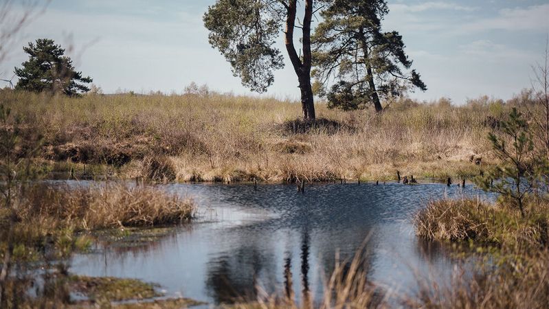 Interzero hat mit der Recycling-Allianz Interseroh+ GmbH eine Überlebenschance für unsere Moore ins Leben gerufen. Jeder, der seine Verpackungen lizensiert, kann damit dafür sorgen, dass diese wichtigen Klimaschutz-Landschaften nebst Fauna und Flora erhalten bleiben.(Bild:  Interzero)