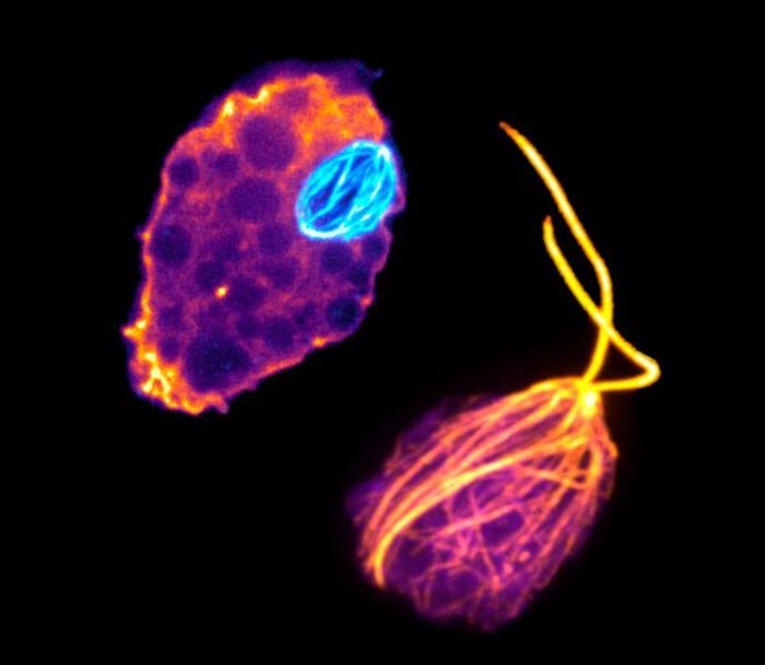 Naegleria gruberi cells use one set of tubulins to build a mitotic spindle (cyan, left), and another set of tubulins (orange, right) to transform into a flagellate cell type. (Katrina Velle, Fritz-Laylin Lab, UMass Amherst)