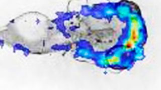 Die Verteilung von Kokain in fünf Tage alten Zebrafischlarven nachdem sie acht Stunden 50 µM Kokain ausgesetzt waren. (Ausschnitt) (Eawag)