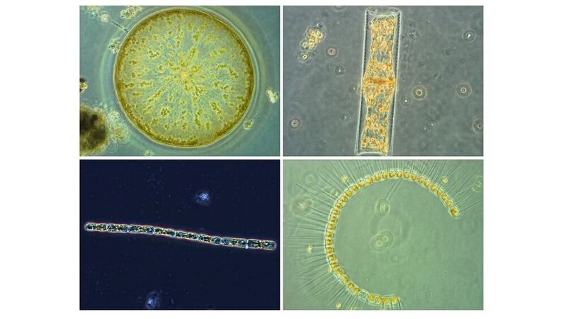 Kieselalgen, auch Diatomeen genannt, sind eine wichtige Planktongruppe im Ozean. 