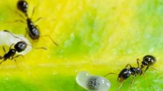 Arbeiterinnen und Brut der Cardiocondyla elegans. (© Julia Giehr)