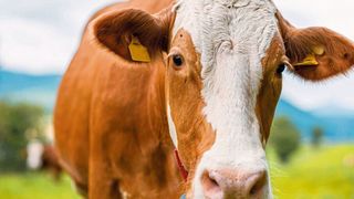 Von der Kuh stammt das Milchprotein Beta-Lactoglobulin, welches in Kombination mit Zink einen positiven Effekt auf das Immunsystem des Menschen haben kann. (Thomas Suchanek/Vetmeduni)