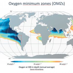 Weltkarte mit einer Übersicht der Sauerstoff-Minimumzonen. Vor Mittel- und Südamerika sind sie am größten. Aber auch in der Ostsee kommen sie vor. Der rote Kasten markiert die Sauerstoffminimumzone vor Peru, in der die Proben für diese Studie genommen wurden. (Bild:  Max-Planck-Institut für Marine Mikrobiologie/S. Ahmerkamp)