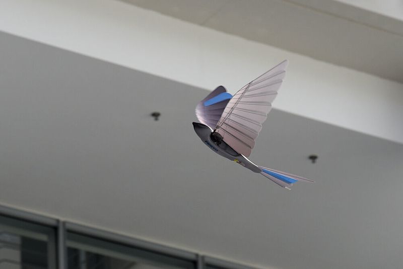 Beim Flügelaufschlag fächern sich die einzelnen Lamellen auf, sodass Luft durch den Flügel strömen kann. Dadurch benötigen die Vögel weniger Kraft, um den Flügel nach oben zu ziehen. (Stefanie Michel)
