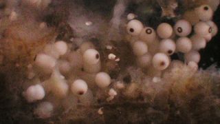 Der Hornkieselschwamm Amphimedon queenslandica.  (Bild: Bryony Fahey, University of Queensland)