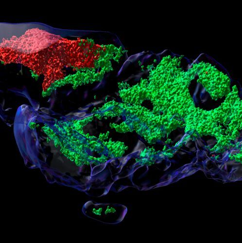 Tumor cells (red) grown within a microstructure (host tissue; green), a so-called organoid. The Rubin Lab has been developing organoids that will serve as a tool for investigating patient-derived tumors at a cell-cell level. Tumor cells (red) grown within a microstructure (host tissue; green), a so-called organoid. The Rubin Lab has been developing organoids that will serve as a tool for investigating patient-derived tumors at a cell-cell level.