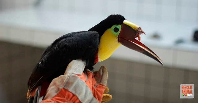 Dem Tucan fehlt der obere Teil seines Schnabels.  (Bild: Artec 3D)