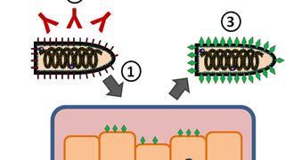 Abb.1: VSV-Pseudotypenherstellung: 1.) Zelleintritt von VSV G-trans-komplementiertem VSV in Hüllprotein-exprimierende Zellen. 2.) Neutralisation von überschüssigem Virus. 3.) Ernte von VSV-Pseudotypen, die das zu untersuchende Hüllprotein in ihrer Membran tragen. (Sartorius AG)