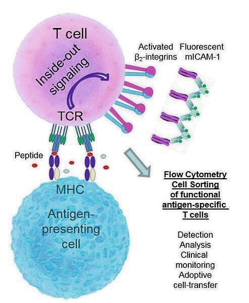 Die neue Methode identifiziert strukturelle Veränderungen der so genannten Integrine, bestimmten Molekülen an der Oberfläche der T-Zellen, und erkennt so, ob die T-Lymphozyten wirksam arbeiten. (Stoyan Dimitrov)