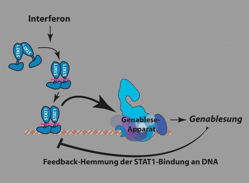 Ein cleverer, jetzt entdeckter, Rückkopplungsmechanismus reguliert unsere Immunantworten. (Quelle: Pavel Kovarik)