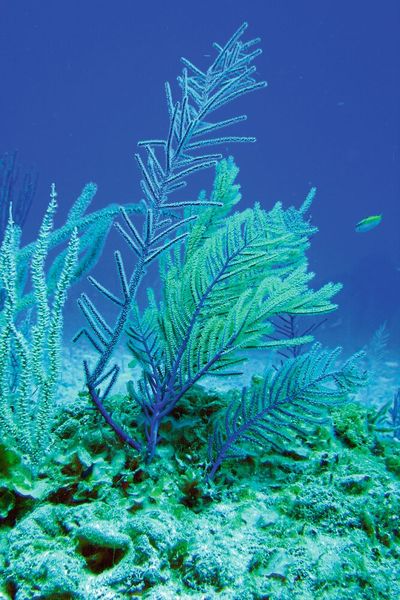 Hornkorallen der Art Antillogorgia elisabethae produzieren antibiotisch wirksame Naturstoffe. Einem Forschungsteam der TUM ist es gelungen, einen dieser Stoffe nachhaltig im Labor zu produzieren. (Bild: Prof. Dr. Thomas Brueck / TUM)