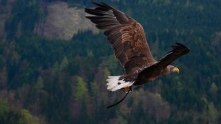 60987468v2 (Bild: Pixabay, CC0 Public Domain)