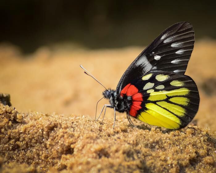 Red-base Jezebel (Delias pasithoe) (Source: Dr Shawan Chowdhury)
