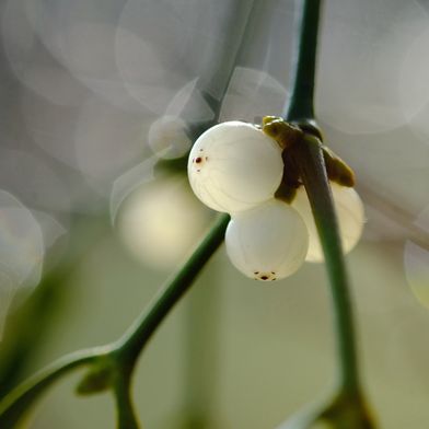 Die Samen der Mistel haften mithilfe einer klebrigen Substanz an Ästen und können so neue Wirtsbäume besiedeln. (Symbolbild) (Bild: © Dagmar Gärtner – stock.adobe.com)