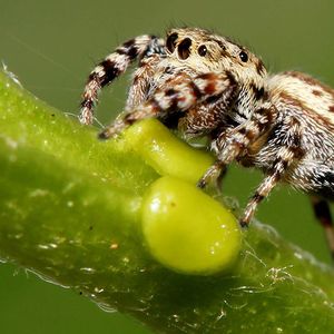 (Bild: David E. Hill, Peckham Society, Simpsonville, South Carolina)