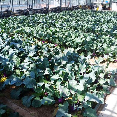 Ein Gewächshausversuch mit Kohlrabi am Leibniz-Institut für Gartenbauwissenschaften (IGZ) hat gezeigt, dass man Mineraldünger durch menschliche Ausscheidungen ersetzen kann, um den gleichen Wachstumseffekt zu erreichen ... (Bild: IGZ)