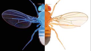 Dopamin hilft Tieren wie der Fliege Drosophila melanogaster, „gut“ und „schlecht“ (symbolisiert durch schwarz und weiß) in ihre Entscheidungen einzuordnen. (Bild: Nicolas Gompel)