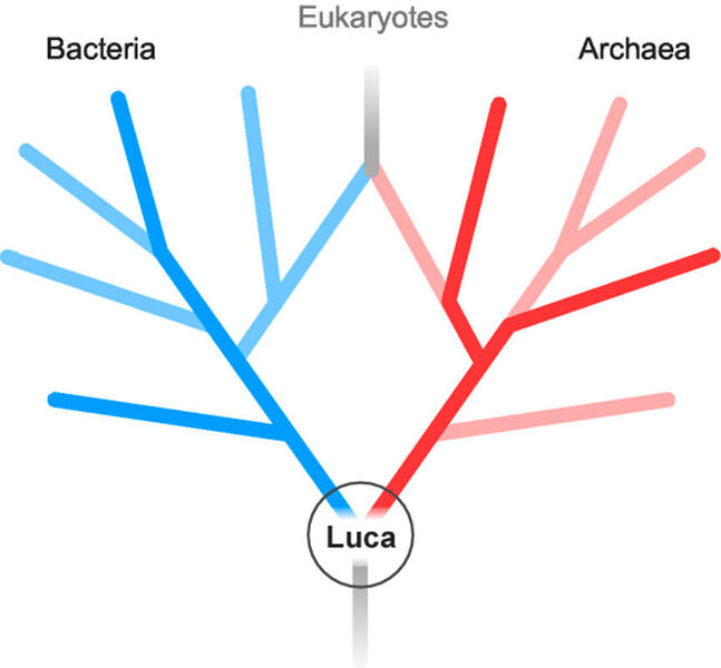 Stammbaum des Lebens, ausgehend von LUCA, dem letzten gemeinsamen Vorfahren von Bakterien und Archaeen. (William Martin/HHU)
