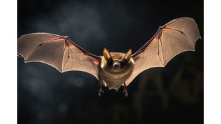 Con más de 1.500 especies repartidas por todo el mundo, los murciélagos representan una quinta parte de todos los mamíferos vivos. (Imagen ilustrativa) (Bild: © Noufaldi – stock.adobe.com)