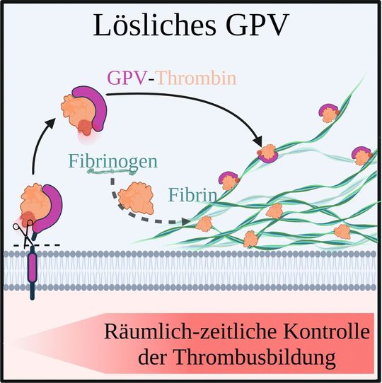 Zusammenfassende Skizze: GPV wird durch Thrombin geschnitten, bleibt an dieses gebunden und lokalisiert zusammen mit Thrombin an Fibrin. Fibrinbildung wird dadurch reduziert. So kontrolliert GPV räumlich-zeitlich die Thrombusbildung. (Bild:  RVZ)