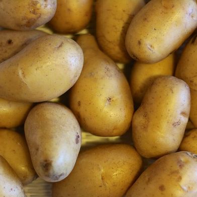 Die biogenen Reststoffe, wie etwa Kartoffelschalen, werden zunächst mit nachhaltigen mechanischen Verfahren und grünen Lösungsmitteln in ihre Einzelbestandteile zerlegt. (Bild: Kartoffeln Sorte Nicola / Freud / CC BY-SA 4.0 / Wikimedia Commons)