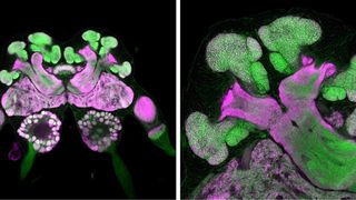 Das Gehirn einer Blattschneiderameise. Links ist das Gehirn einer großen Arbeiterin zu sehen. Der Gesamtdurchmesser beträgt weniger als 1mm. (Bild: aus Groh et al. (2014) Proc Roy Soc B)