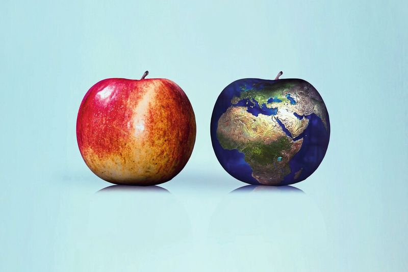 Jeder Apfel ist wie eine eigene Welt und beherbergt rund 100.000 Bakterien, das so genannte Mikrobiom des Apfels (Symbolbild).