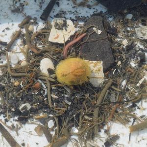 Auf dem Meeresboden finden sich viele Tierarten, die bislang als Indikatoren dienen.  