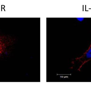 (Bild: Niloufar Monhasery, Uni Kiel)