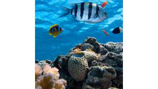 The paper highlights the interplay between the trend of climate warming and the fluctuations in local temperature. (Source: Pixabay)