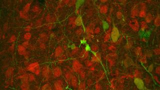 Nervenzellen, die den lichtaktivierbaren 5-HT1A-Rezeptors (grün) besitzen und den natürlich vorkommenden 5-HT1A-Rezeptor (rot). (Bild: RUB/ Masseck)