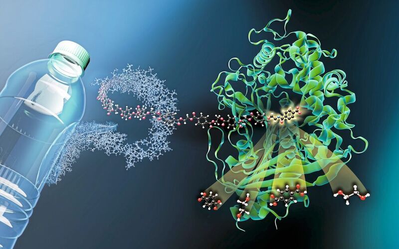 Das Enzym MHETase ist ein riesiges komplex gefaltetes Molekül. MHET-Moleküle aus PET-Kunststoff docken an einer aktiven Stelle im Inneren der MHETase an und werden dort aufgespalten.  ((c) M. Künsting/HZB)