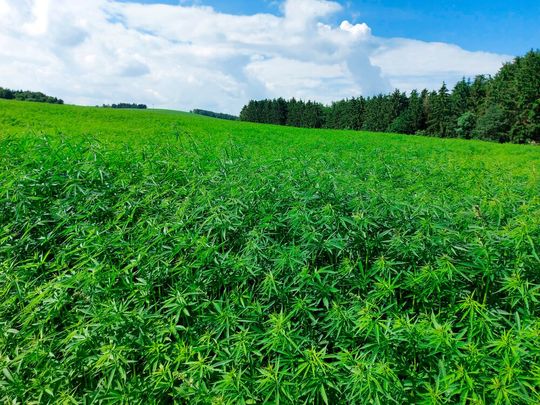 Die Kombination eines Enzyms der Cannabispflanze mit einem Enzym der Amöbe D. discoideum ermöglicht die biotechnologische Produktion einer zentralen Cannabinoidvorstufe.(Bild:  Falk Hillmann/Leibniz-HKI)