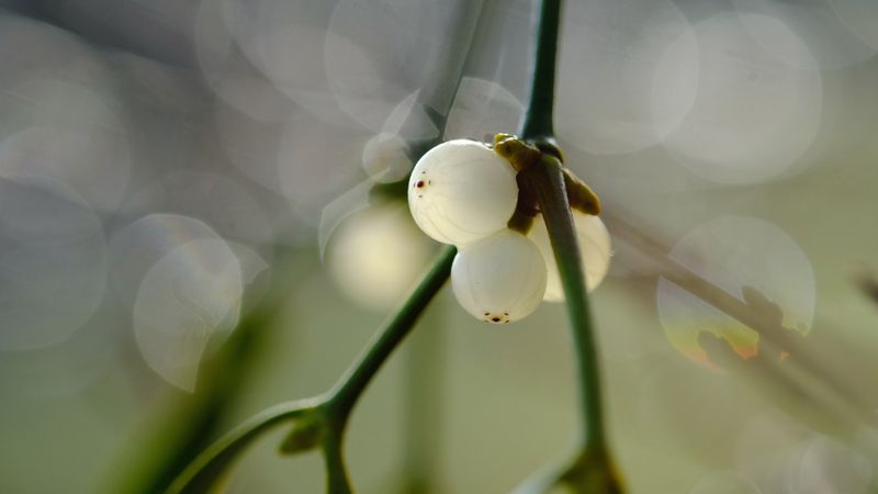 Die Samen der Mistel haften mithilfe einer klebrigen Substanz an Ästen und können so neue Wirtsbäume besiedeln. (Symbolbild)(Bild:  © Dagmar Gärtner – stock.adobe.com)
