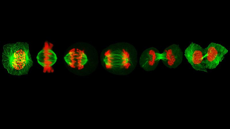 Protein steuert Zellteilung   Forscher der Universität Göteborg haben ein bislang unbekanntes Protein entdeckt, das in einer RNA versteckt war, die man für nicht-proteincodierend hielt. Das Protein namens MSEP wird von der RNA-Molekül ARHGEF17-AS1 kodiert und hilft Zellen, sich korrekt zu teilen.  Das Besondere: Die RNA und das Protein MSEP erfüllen unterschiedliche Aufgaben, wirken aber durch verschiedene Zellwege auf dieselbe essenzielle Struktur. Beide helfen dabei, die zelluläre Maschinerie zu erhalten, die während der Zellteilung Chromosomen auseinanderzieht.   Oben abgebildet sind Mikroskopaufnahmen verschiedener Stadien der Zellteilung. Mikrotubuli (grün) bilden dünne Fasern, die Chromosomen (rot) auseinanderziehen.      Hier geht‘s zur Originalmeldung Wissenschaftsbild des Tages vom 8.10.2026  (Bild: Sagar Mahale)