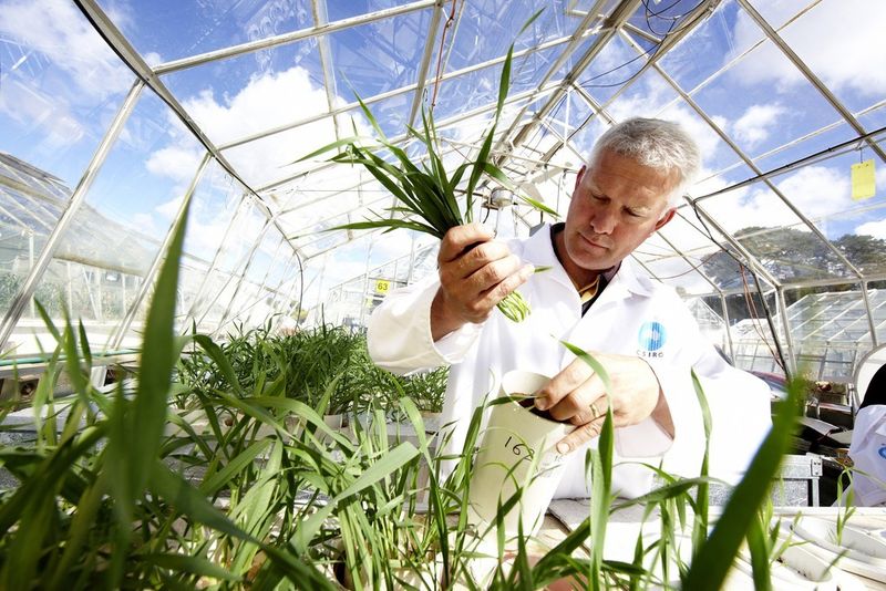Dr. Richard James, CSIRO, surveys freshly harvested wheat plants in a greenhouse of CSIRO, Canberra, Australia. (Picture: Bayer CropSCience)