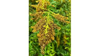 Blooming invader: Solidago canadensis thrives in a Swiss forest. In northern Europe, this invasive goldenrod is known to reduce native plant diversity.  (Source: M. P. Thakur)